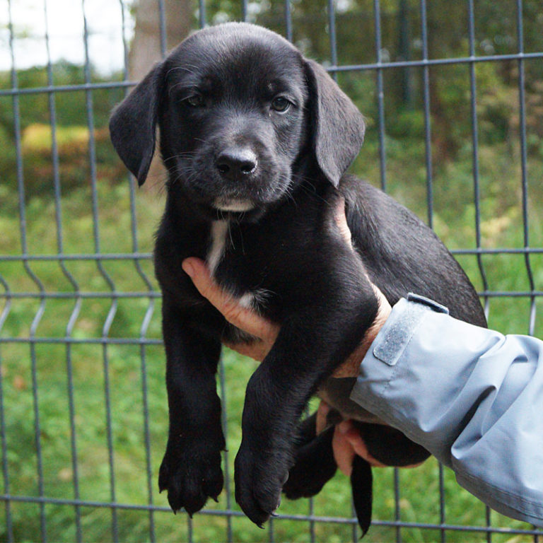 9 Chiots à adopter SPA du Pays de St Malo