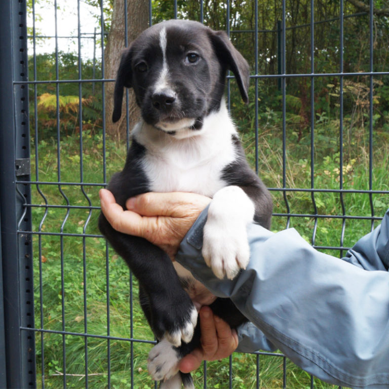 9 Chiots à adopter SPA du Pays de StMalo