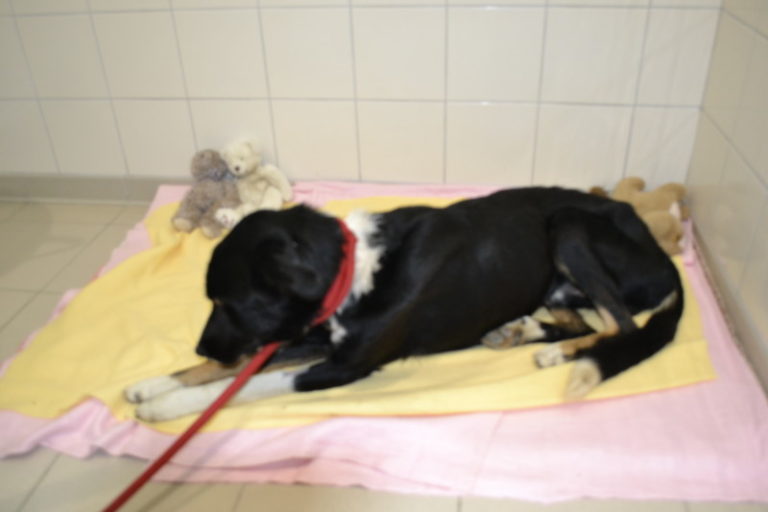 Maltraitance animale découvert par la SPA de SaintMalo