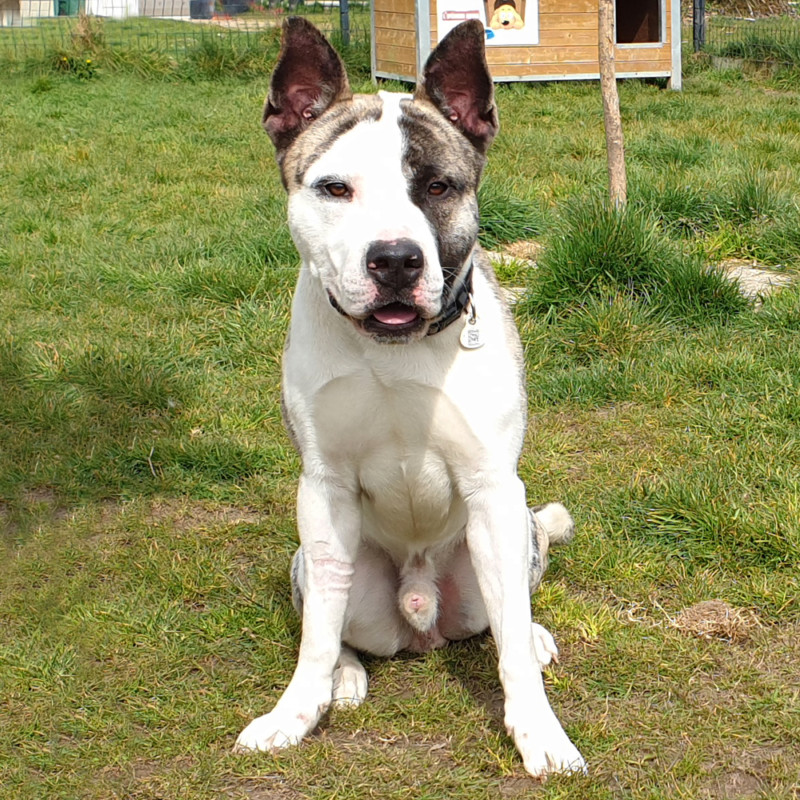 dog argentin