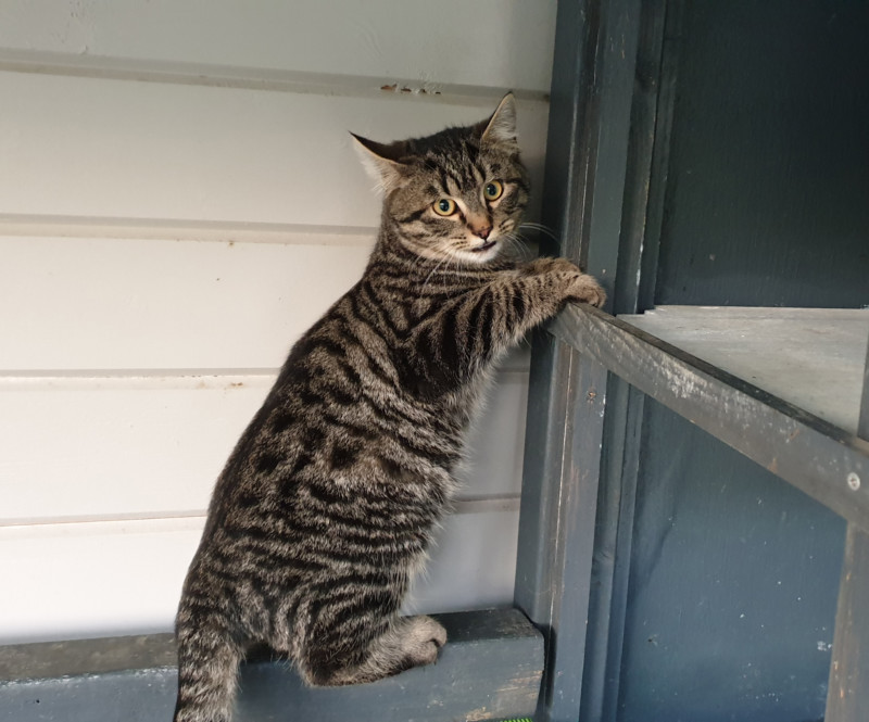 Chatons A L Adoption Spa Du Pays De St Malo
