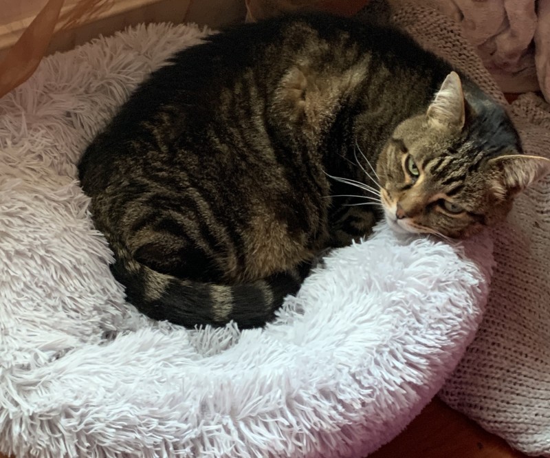 Archives Des Chats Perdus Page 4 Sur 13 Spa Du Pays De St Malo