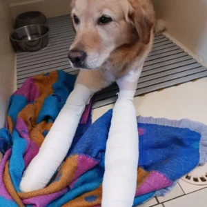 Cagnotte pour JENNAH NNARO